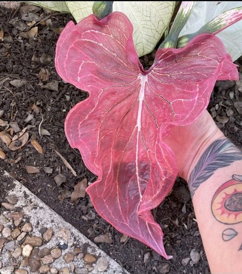 Pink Princess Symphony Caladium, Caladium Pink Symphony, Pink Symphony Caladium, Pink Caladium, Dream Garden Flowers, Flower Garden Pictures, Beautiful Flowers Garden, Garden Pictures, Flowers Garden