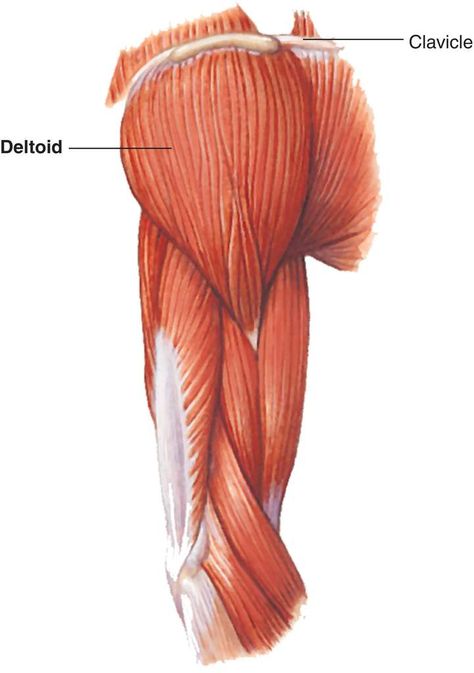 Deltoid Drawing, Deltoid Muscle, Anatomy Sculpture, Muscle Anatomy, Anatomy Reference, Anatomy Art, Art Tutorial, Art Tutorials, Anatomy