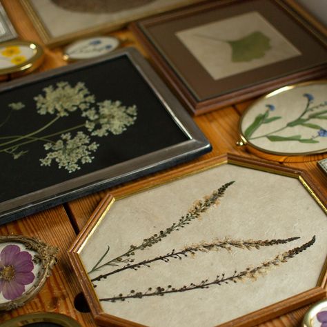 Beautiful pressed flowers, gorgeous handmade paper, stunning vintage frames. 🤍 Pressed Flower, Flower Frame, Vintage Frames, Handmade Paper, Pressed Flowers, Frame, Flowers, Quick Saves