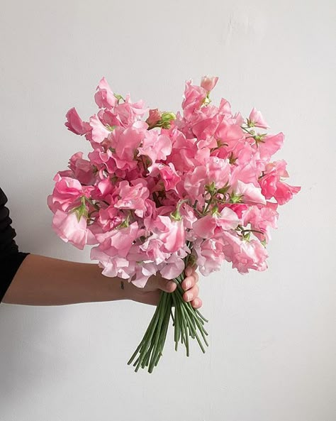 Pink Sweet Pea Flowers, Azalea Wedding Bouquet, Flowers Sweet Pea, Pink Sweet Pea Bouquet, Sweat Pea Flower Bouquets, Azalea Flower Bouquet, Sweet Pea Flower Bouquet, Sweetpea Bouquet Wedding, Sweet Peas Bouquet