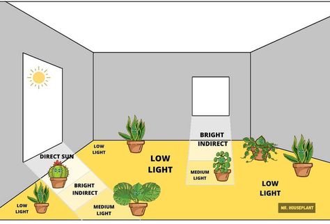 Indoor Plant Lights, Bright Indirect Light, Tanaman Sukulen, Bright Home, Household Plants, Plant Care Houseplant, Inside Plants, Indoor Plant Care, Low Light Plants