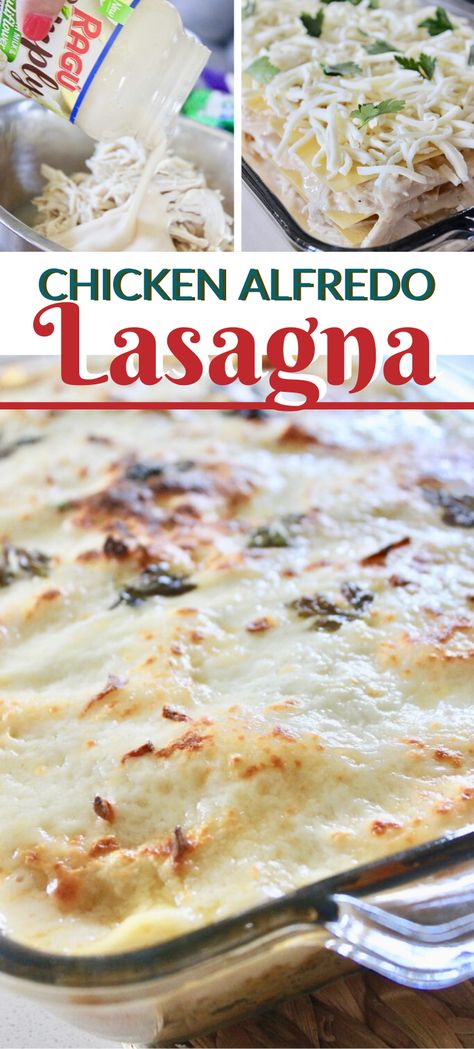 Easy Alfredo Lasagna Recipe, Healthy Chicken Alfredo Lasagna, Easy Chicken Alfredo Lasagna Recipe, Alfredo Lasagna Recipe Chicken, Chicken Alfredo Lasagne Recipes, Alfredo Sauce Lasagna Recipe, Lasagna Recipe With Alfredo Sauce, Lasagna Recipe Easy No Cook Noodles, Bertoli Alfredo Sauce Recipes