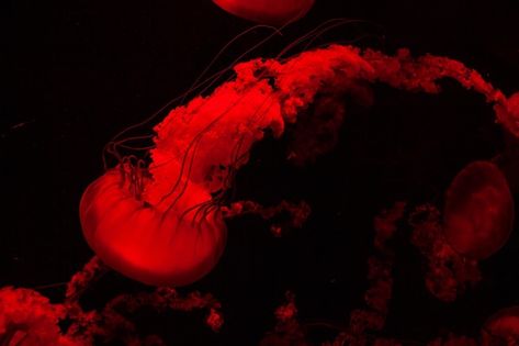 Jellyfish Theme, Jelly Fishes, Red Jellyfish, Orange Jellyfish, Wallpaper Horizontal, Fish Background, Discord Profile, Oc Board, Fish Ocean