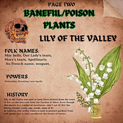 ## Be careful with these beauties! ☠️ (plantwitchery but hold the ouch) * **Not your average herb garden:** Plants like wolfsbane and nightshade are gorgeous, but SUPER poisonous! ‍♀️ Admire from afar! * **Respect the power:** These plants were used in rituals for protection or even curses in history. They're potent, so learn about them safely. * **Safety first!** NEVER ingest these plants or touch them without gloves. Kitchen herbs are your witchy plant friends! **Ever seen a plant tha... Poisonous Herbs Witchcraft, Curse Herbs, Poison Flowers, Baneful Herbs, Baneful Magick, Witchy Plants, Admire From Afar, Poisonous Flowers, Nightshade Plant