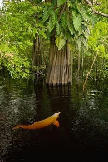 Amazon River Dolphin Brazilian Jungle, Amazon River Dolphin, Taman Air, River Dolphin, Amazon Forest, Amazon River, Eye Spy, Amazon Rainforest, Amazing Nature