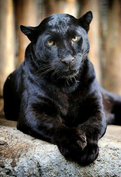 Black Panther Cat, Panther Cat, Jaguar Animal, Black Jaguar, Exotic Cats, Black Panthers, A Black Cat, Majestic Animals, Cheetahs