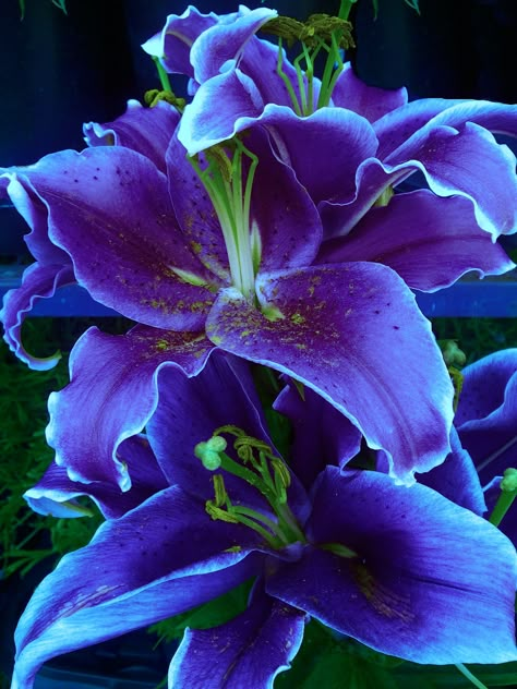 Daylilies Purple Lily, Love Lily, The Secret Garden, Daylilies, Exotic Flowers, Lily Flower, Flower Beauty, Beautiful Blooms, Flower Pictures