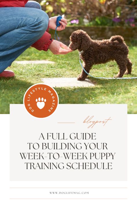 Ultimate Puppy Training Schedule: A step-by-step guide to raising a well-behaved dog. Learn how to housebreak, crate train, and socialize your | #12_Week_Puppy_Schedule #Puppy_Training_Schedule_By_Age #Puppy_Schedule #Training_Planner 8 Week Old Puppy Training, Puppy Training Schedule By Age, 8 Week Old Puppy, Dog Training Treats Recipe, Puppy Schedule, Training Planner, Crate Train, Golden Retriever Training, Puppy Training Schedule