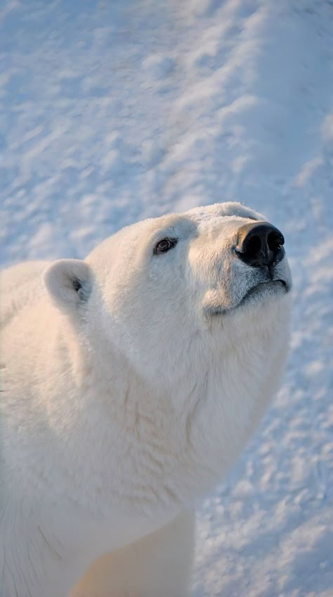 Polar Bear Photo, Polar Bear Wallpaper Iphone, Cute Polar Bear Wallpaper, Polar Bear Wallpaper, Polar Bear Images, Polar Bear Art, Wild Animal Wallpaper, Christmas Gifts For Parents, Bear Pictures