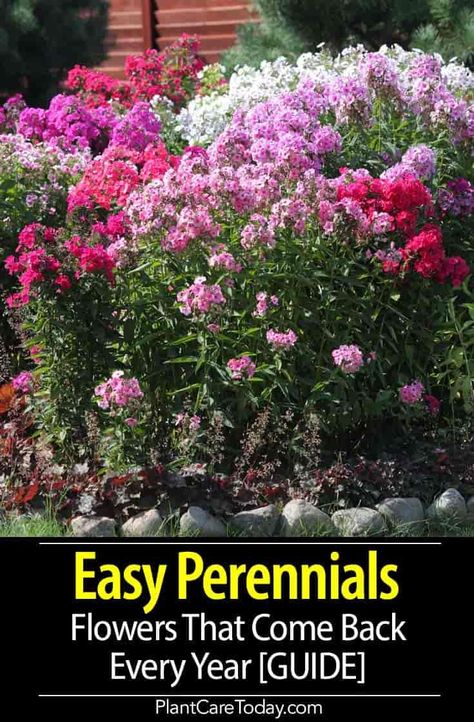 There are hundreds of different kinds of hardy, herbaceous perennials flowers which will grow in our gardens. Because some of these require considerable maintenance - special attention of one kind or another - these plants as a group has been lumped together by some gardeners as being difficult or impossible in today's plantings. Learn more about Easy Perennials. Backyard Enclosures, Hillside Gardening, Perennials Low Maintenance, Perennials Flowers, Gardening Essentials, Lake Landscaping, Hungarian Desserts, Garden Perennials, Easy Perennials