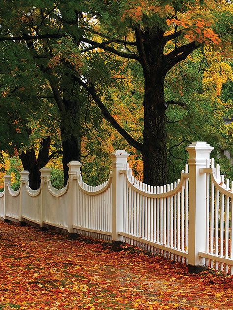 Name -Autumn Fence Printed Photo Backdrop SKU - CP-7952 Fence Photography, Photography Settings, White Fence, Printed Photo, White Picket Fence, Autumn Scenes, Childrens Photography, Printed Backdrops, Studio Setup