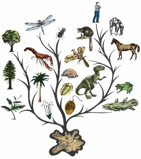 According to most scientists, all life on Earth has a common ancestor. But in order to produce the immense amount of difference among all living organisms, certain ones had to evolve into distinct species.  In a basic sense, this differentiation occurred through evolution, through descent with modification [source: UCMP]. Populations of organisms developed different traits, through mechanisms such as mutation. Tree Of Life Evolution, Phylogenetic Tree, Theory Of Evolution, Tree Of Life Tattoo, Heart And Lungs, Natural Selection, All About Plants, Life Tattoos, Plant Life