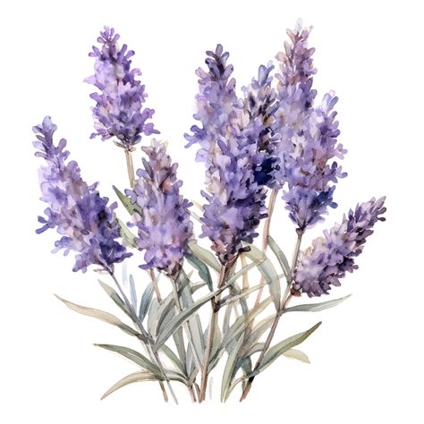 Lavender Aesthetic Flower, Lavender Plant Drawing, Lavender Watercolour, Lavender Flowers Bouquet, Lavender Drawing, Fun Doodles, Wildflowers Watercolor, Lavender Art, Wild Lavender