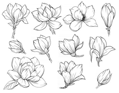 Flower Bud Drawing, Pretty Flower Drawings, Orchid Line Drawing, Floral Outline Drawing, Magnolia Flower Drawing, Flower Outline Drawing, Magnolia Drawing, Pretty Flower Drawing, Flowers Outline