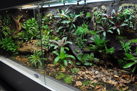 Construction journal - big display tank | Page 3 | Dendroboard Big Terrarium, Snake Habitat, Terrarium Background, 75 Gallon Aquarium, Construction Pictures, Bioactive Vivarium, Tropical Terrariums, Bearded Dragon Terrarium, Snake Terrarium