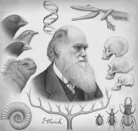 Darwin Tattoo, Charles Darwin Evolution, Darwin Evolution, Bald Eagle Tattoos, Darwin's Theory Of Evolution, Theory Of Evolution, Great Man, Science Illustration, Fish Drawings