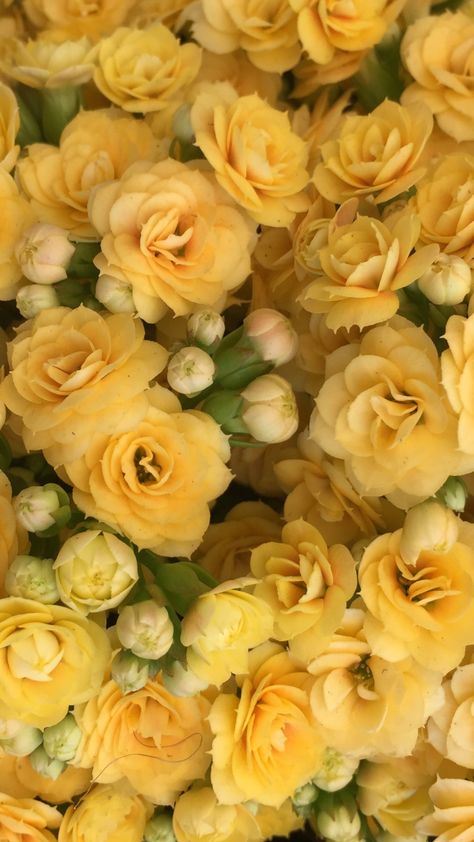 Yellow Rose Background Wallpapers, Yellow Roses Aesthetic Wallpaper, Yellow Roses Background, Yellow Rose Background, Yellow Aesthetic Flowers, Yellow Roses Aesthetic, Yellow Roses Wallpaper, Yellow Flowers Background, Yellow Background Aesthetic