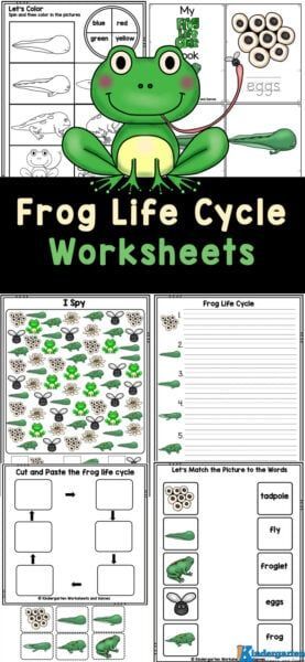 Kids in preschool, kindergarten, and grade 1 will love working on their math and literacy skills while completing the activities in these Frog Life Cycle Worksheets. In this free printable life cycle of a frog worksheet, children will be introduced to the life cycle of a frog. Frog Worksheet, Frog Life Cycle Printable, Frog Life Cycle Craft, Frog Life Cycle Activities, Life Cycles Kindergarten, Frogs Preschool, Plant Life Cycle Worksheet, Life Cycles Preschool, Frog Activities