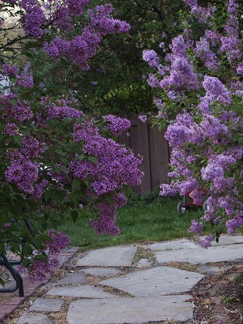 Lilac Bushes, Garden Arbor, Garden Walkway, Flower Landscape, Lilac Flowers, Back Gardens, Trees And Shrubs, Flower Beauty, Dream Garden