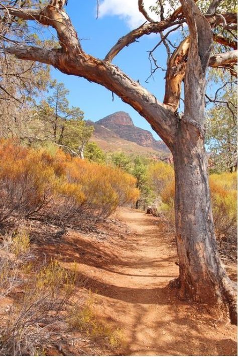 Australian Outback Photography, Australia Landscape Photography, Flinders Ranges, Australian Landscapes, Australia Landscape, Australian Trees, Australian Photography, Australian Landscape, Australian Outback