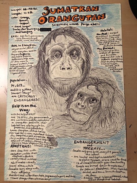 Endangered Animals Poster Project, Endangered Animals Poster, Endangered Species Poster, Endangered Species Project, Endangered Animals Project, Endangered Species Art, Pink Soccer Cleats, Biology Poster, Social Studies Projects