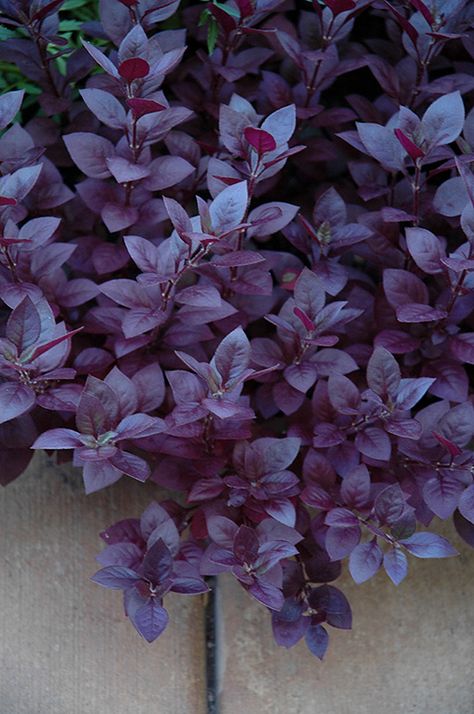 Little Ruby Alternanthera (Alternanthera dentata 'Little Ruby') at The Growing Place Dark Purple Plants, Goth Yard, Alternanthera Plant, Dark Garden Aesthetic, Spooky Plant, Garden Design Ideas On A Budget, Black Plants, Landscape Backyard, Dark Garden