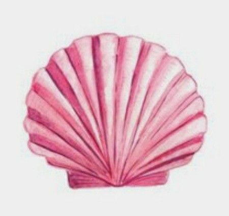 Seashell Watercolor, Shell Drawing, Pink Seashell, Scallop Shell, Banner Printing, Summer Wallpaper, Design Element, Watercolor Illustration, Cute Wallpapers