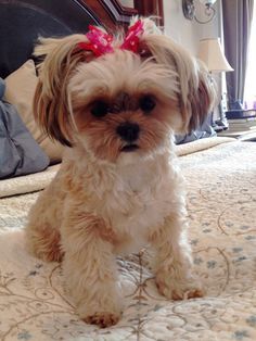 What a sweet face! Shorkie Puppies For Sale, Shorkie Dogs, Shorkie Puppies, Puppy Haircut, Perro Shih Tzu, Shih Tzu Grooming, Puppy Cut, Dog Haircuts, Puppies And Kitties