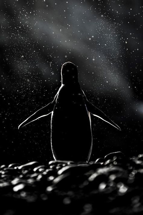 20 Beautiful Pics to Celebrate Penguin Awareness Day <3 Penguin Awareness Day, Tuxedo Sam, Gentoo Penguin, Penguin Love, Shadow Photos, Cute Penguins, Foto Inspiration, Animal Photo, Shades Of Black