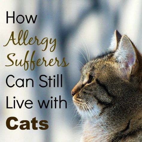 Cat Allergy Remedies, Hypoallergenic Cats, Living With Cats, Cat Allergies, Cat Dander, Pet Allergies, What Cat, Cat Care Tips, Owning A Cat