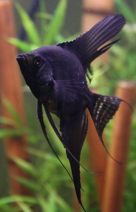 black angelfish http://www.americanaquariumproducts.com/ Ikan Air Tawar, Tropical Fish Aquarium, Tropical Freshwater Fish, Black Fish, Salt Water Fish, Freshwater Aquarium Fish, Cool Fish, Saltwater Tank, Water Animals