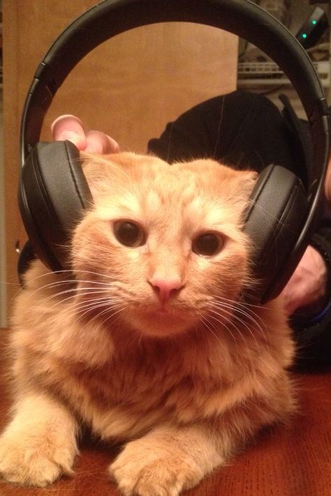 Cat Listening To Music Aesthetic, Cat With Earphones, Person Listening To Music, Orange Cat Pfp, Cat Earphones, Cat Listening To Music, Cat With Headphones, Cat Headphones, Super Cute Cats