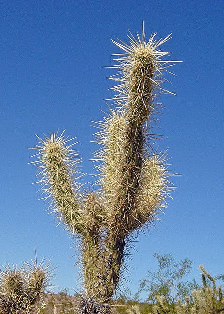 cactus plants | Small cactus plant with large thorns Dangerous Plants, Yard Transformation, Small Cactus Plants, Country Fences, Small Cactus, Outdoor Sauna, Natural Swimming Pool, Cactus Plant, Desert Plants