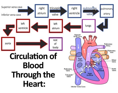 The heart is surrounded by fibroserous sac, the pericardium. This is composed of two layers and anchors it to the surrounding structures Blood Flow Through The Heart, Circulatory System For Kids, Veterinary Nursing, Emt Study, Science Diy, Nurse Career, Heart Diagram, Emt Paramedic, Cardiac Nursing