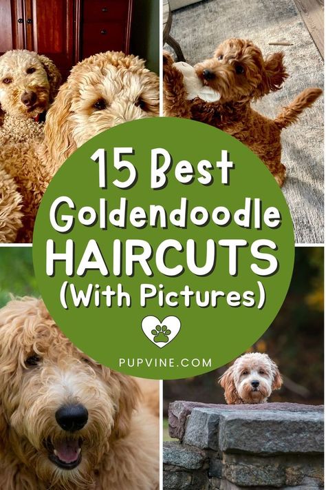 Looking for the best Goldendoodle haircuts for your beloved pooch? Here are 15 ideas you might find fun to try! Goldendoodle Mullet Haircut, Groom A Goldendoodle, Dog Haircuts Goldendoodle, Goldendoodle Long Haircut, Cute Goldendoodle Haircuts, Micro Goldendoodle Haircuts, Micro Mini Goldendoodle Haircut, Haircuts For Doodles, Doodle Cuts For Summer