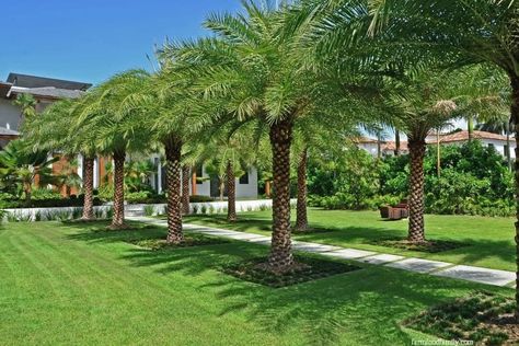 16 Best Palm Tree Landscaping Ideas & Designs For Your Yard Zen Yard, Palm Trees Garden, Palm Trees Landscaping, Tanaman Indoor, Palm Garden, Commercial Landscaping, Front Yard Garden Design, Desain Lanskap, Outdoor Gardens Design