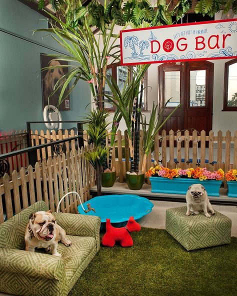 Dog Daycare Design, Dog Boarding Ideas, Dog Daycare Business, Indoor Dog Park, Pet Daycare, Luxury Dog Kennels, Dog Boarding Facility, Dog Boarding Kennels, Pet Cafe