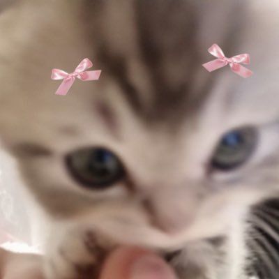 Aesthetic Cat Pictures, Cute Kitten Meme, Funny Cat Aesthetic, Cat Pfp Aesthetic, Pfp Cats, Dog Cat Pictures, Cats Toys, Meme Cat, Aesthetic Cats