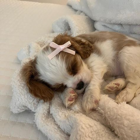 lady the cavalier (@coquettecavalier) en TikTok |517.4K seguidores.lady the cavalier! 🧁1/7/24 📍houston,tx 💌ladythecavalierr@gmail.com.Mira el video más reciente de lady the cavalier (@coquettecavalier). Coquette Cavalier, Pretty Pets, Lady Dog, Dream Puppy, Cavalier Dog, Cavalier Puppy, Classic House Exterior, Park Avenue