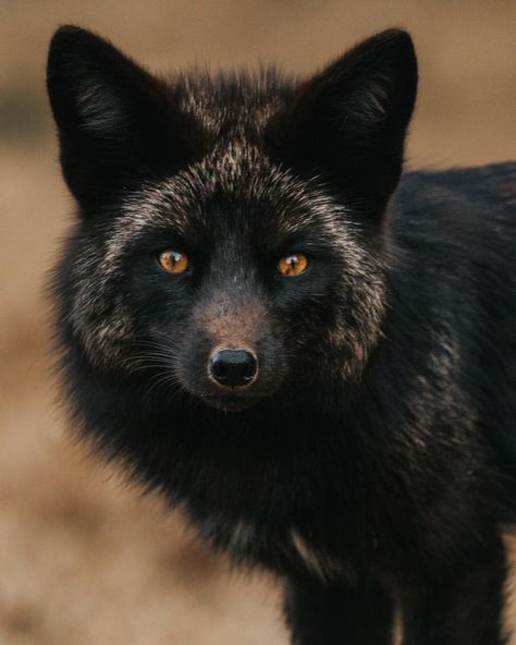 Grey Fox Aesthetic, Silver Fox Aesthetic, Silver Fox Therian Mask, Silver Fox Animal, Black Foxes, Fox Breeds, Fox Therian, North American Animals, Therian Stuff