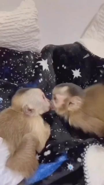 Fantastic Monkeys🐒💗 on Instagram: "They are in love🙈💓 Follow us for more @monkeys_fantastic😍 Like & comment if you love monkeys🐒 Credit : adorable.monkey -Tags- #monkey #cutemonkey #spidermonkey #fingermonkey #capuchin #capuchinmonkey #monkeybusiness #cheekymonkey #zoo #zoomonkey #monkeyvideos #monkeysofig #monkeysofinstagram #reels #monkeyreel #monkeyreels #babymonkey #primates #primate #animalvideos #🐒 #monkeyface" Capuchin Monkey Pet, Monkey Friends, Funny Monkey Pictures, Cute Monkeys, Monkey Memes, Animals Monkey, Funny Wildlife, Baby Monkeys, Photography Funny