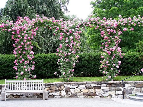 Climbing rose arches, white bench and stone wall Climbing Roses Trellis, Formal Garden Design, Rose Arbor, Backyard Garden Diy, Rose Trellis, Garden Water Fountains, White Bench, Garden Flower Beds, Butchart Gardens