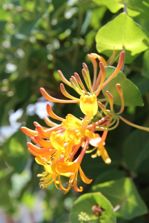 Lonicera Periclymenum, Honeysuckle Cottage, Bee Cottage, Honey Suckle, Tattoo Traditional, Flowers Tattoo, Birth Flowers, Summer Flowers, Flower Tattoos