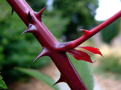 Red Rose Bush with Thorns | Red Thorn | Ouch ! | Peter | Flickr Red Rose Bush, Rose Thorns, Rose Bush, Seed Pods, Ethereal Art, Red Rose, Red Roses, Seeds, Novelty Christmas