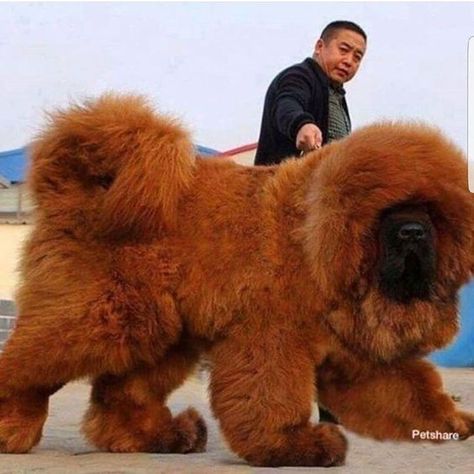 Puppy Expressions — Tibetan Mastiff - The Lion Dog Tibetan Dog, Tibetan Mastiff Dog, Big Fluffy Dogs, Giant Dog Breeds, Big Dog Breeds, Huge Dogs, Mastiff Dogs, Lion Dog, Giant Dogs