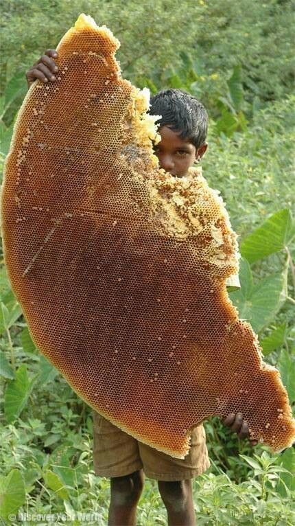 Huge honeycomb Wild Honey, Save The Bees, Alam Semula Jadi, Bee Keeping, Science And Nature, Bee Hive, Honey Bee, استوديو الصور, Amazing Nature