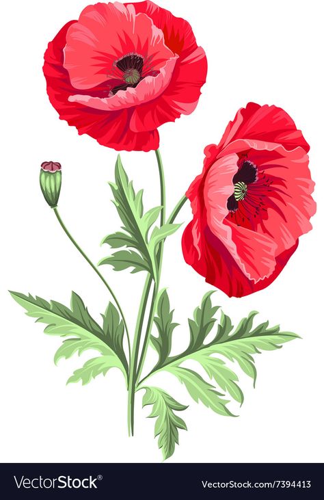 Poppy Flower Art, Poppy Flower Tattoo, Poppy Drawing, Poppies Tattoo, Poppy Art, Poppy Painting, Digital Flowers, Botanical Flowers, Flower Illustration