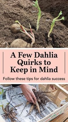 Dahlia Planting Combinations, Dahlia Flower Planting, When To Plant Dahlia Tubers, Dahlia Flower Beds Gardens, Caring For Dahlias, Dahlia Tuber Planting, Saving Dahlia Tubers, Starting Dahlia Tubers Indoors, Waking Up Dahlia Tubers