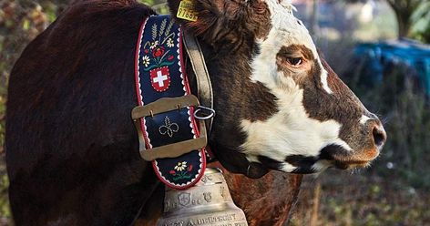 In Switzerland, traditionally crafted bells help dairy farmers distinguish their prized cows Craft Bells, Iron Tools, Dairy Cow, Alpine Village, Angler Fish, Dairy Cows, Milk Cow, Cow Bell, Cow Art