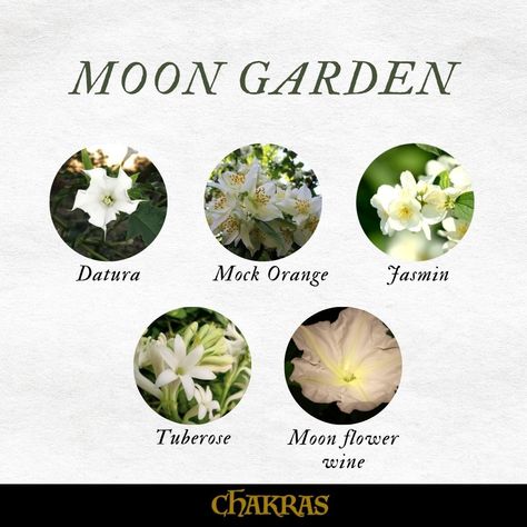 Moon Flower Meaning, Night Blooming Flowers Moon Garden, Moon Garden Plants, Moonflower Bouquet, Moonflower Aesthetic, Moon Garden At Night, Moon Flower Aesthetic, Moon Garden Ideas, Moon Flower Plant